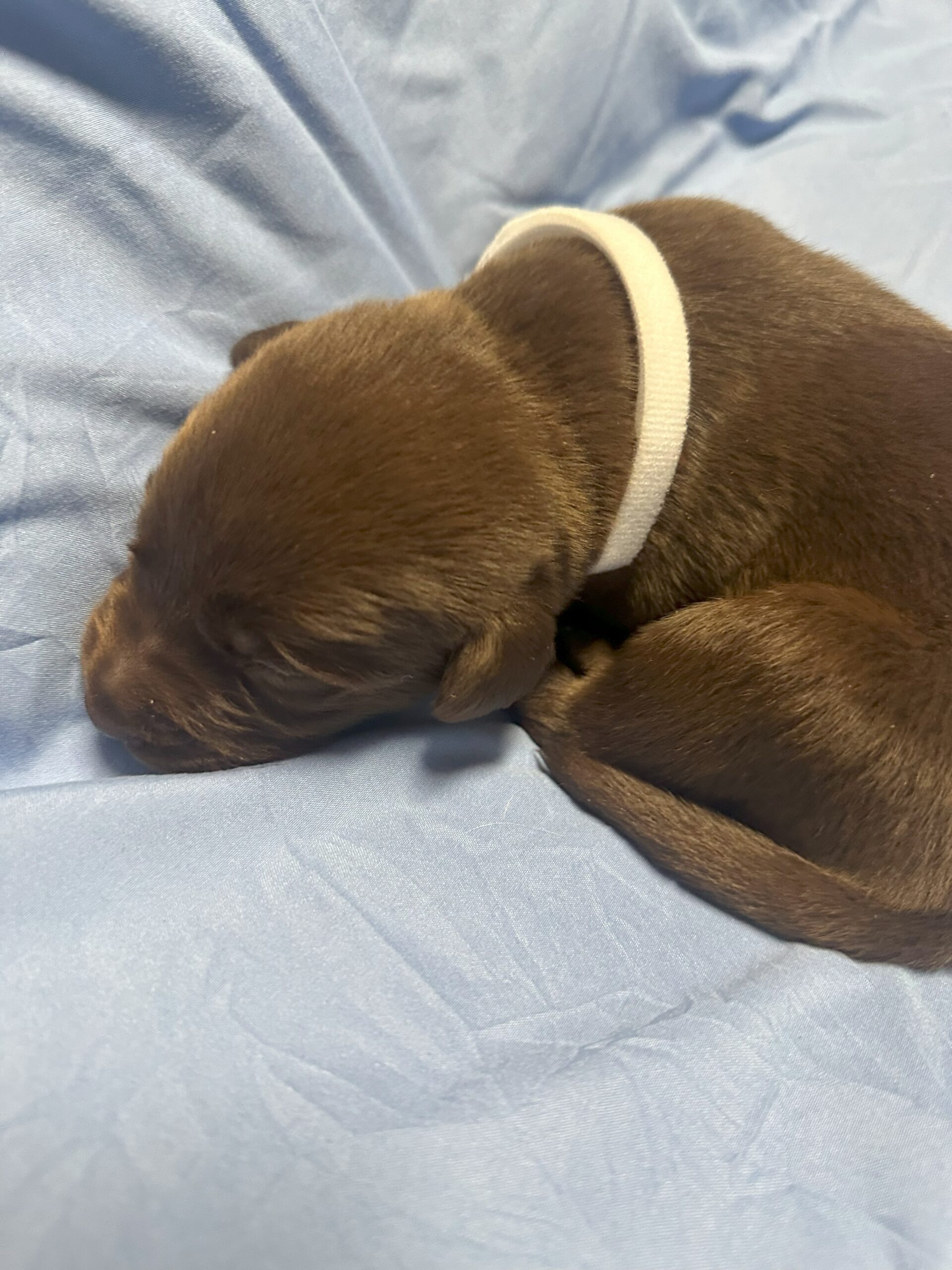 White Collar 2 - Chocolate Labrador - Borosky Labradors White Collar 2 - Chocolate Labrador - Borosky Labradors