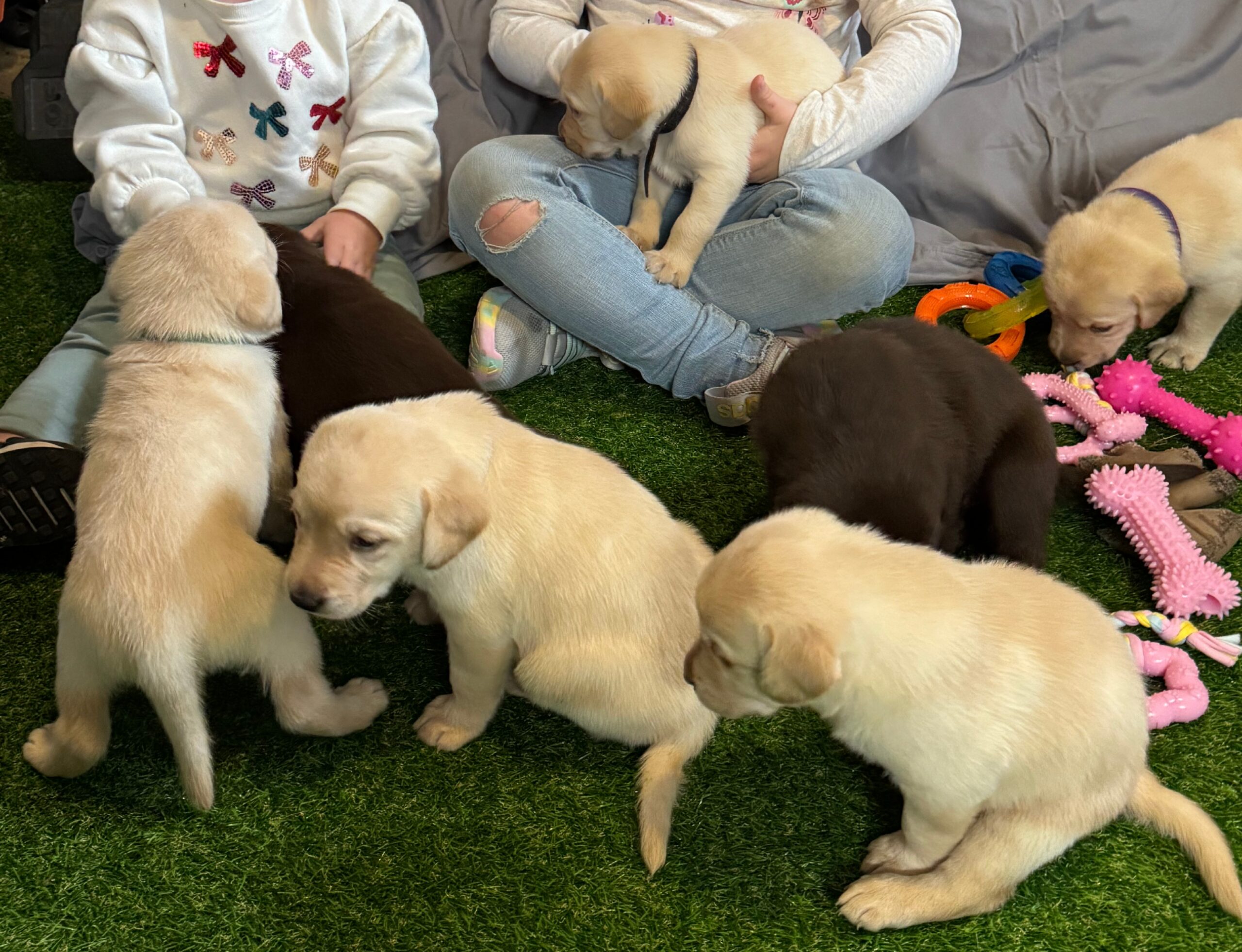 A litter of Borosky Labrador puppies raised in Sanford FL