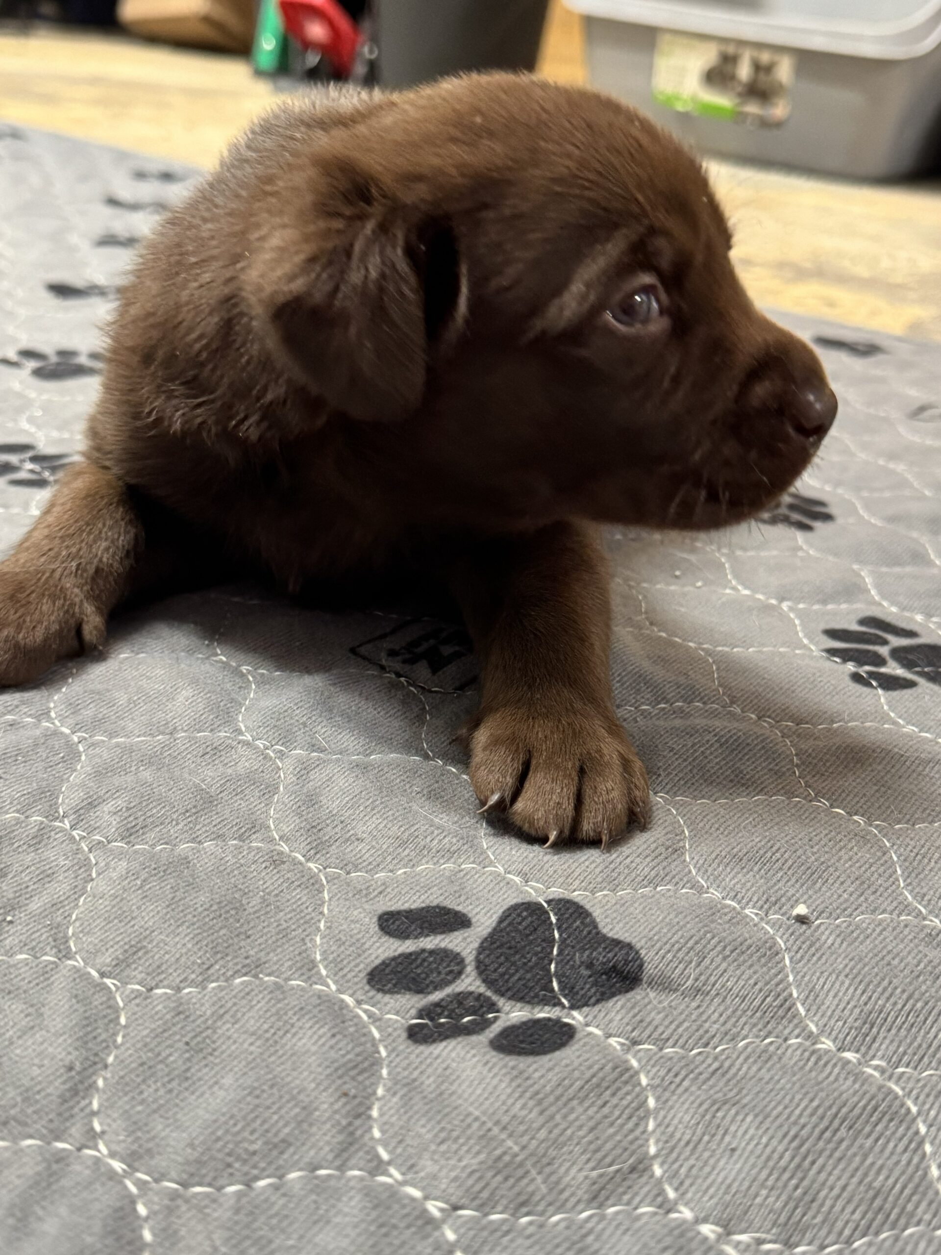 Labrador for sale puppy pic 1 for 2-22-26