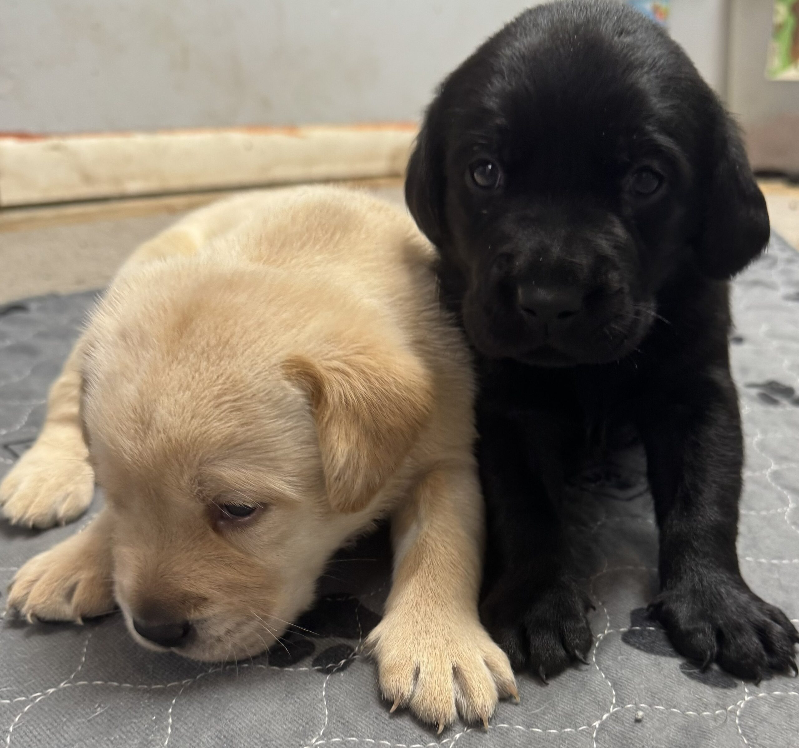 Labrador for sale puppy pic 1 for 2-22-26
