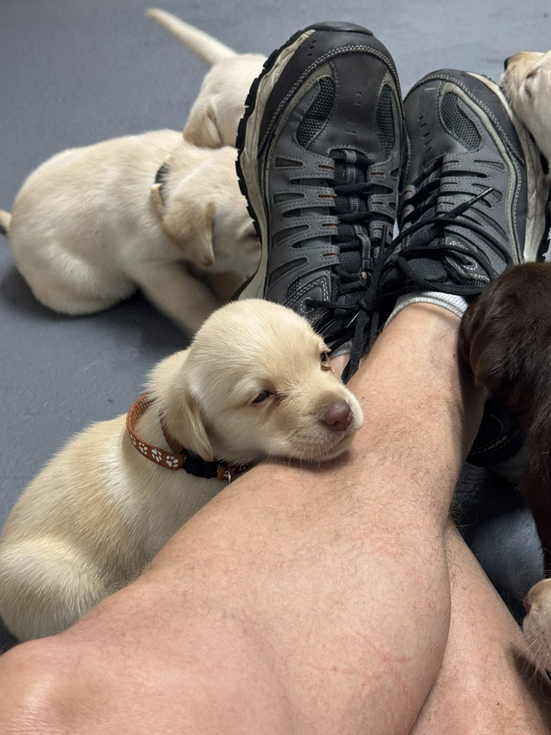 Borosky Labradors 2-22-26