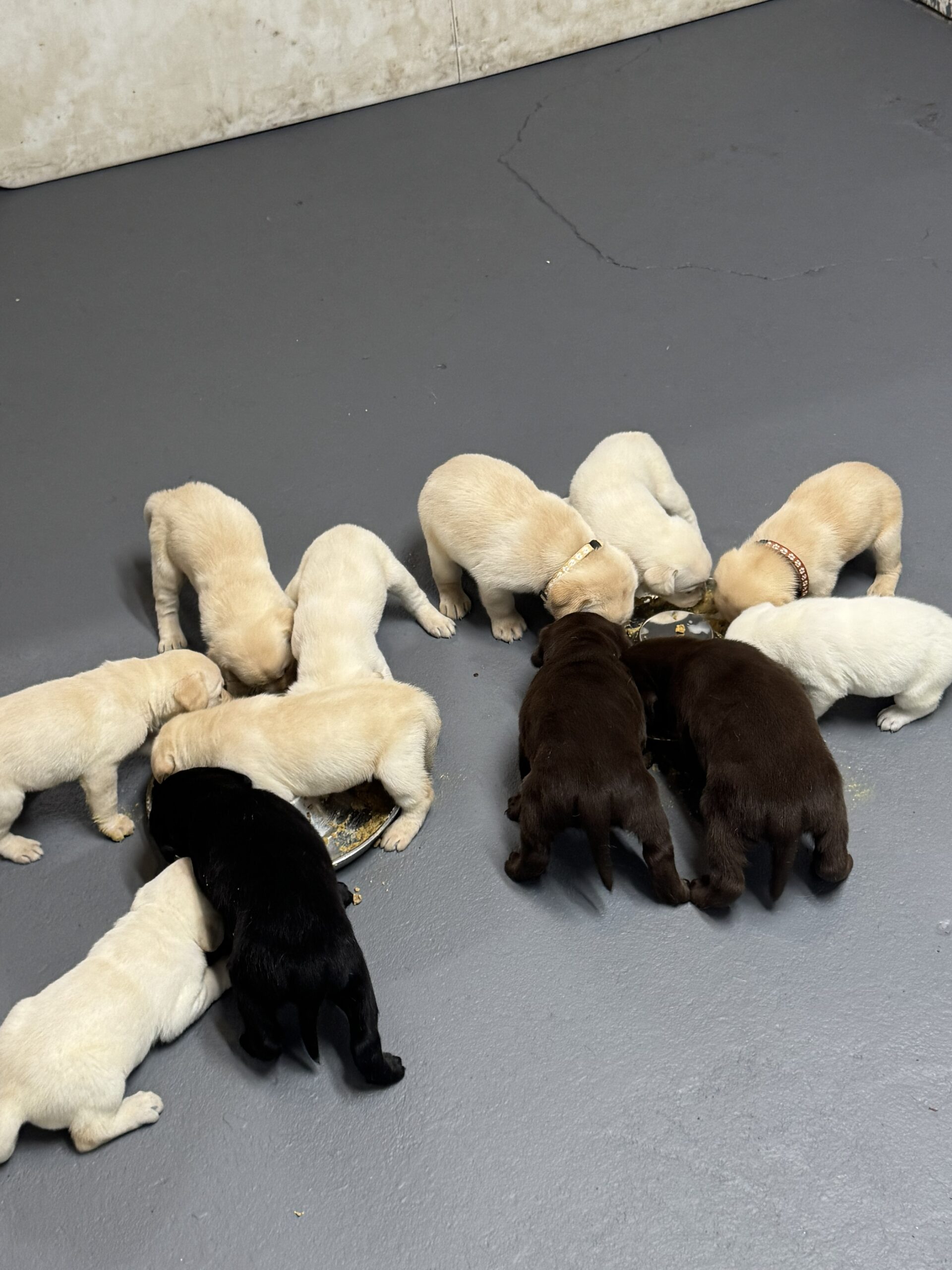 Labrador for sale puppy pic 1 Luna for 2-22-26