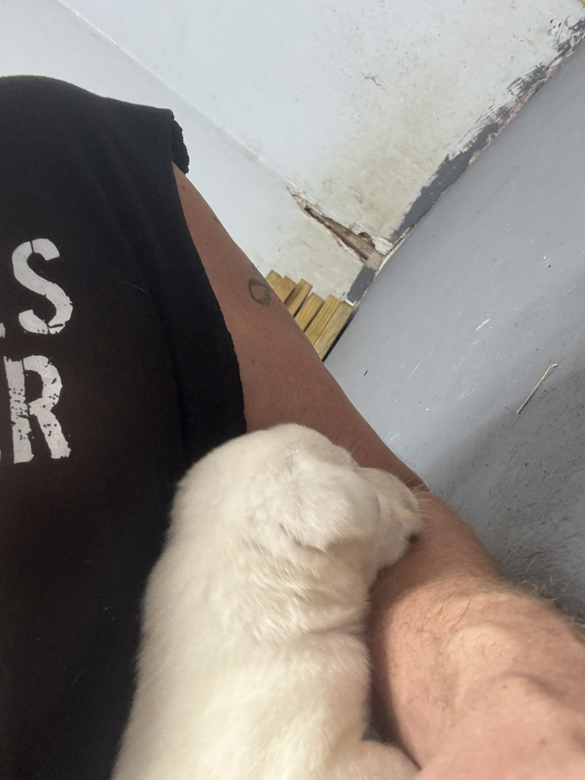 Luna puppy 1 2-22-26