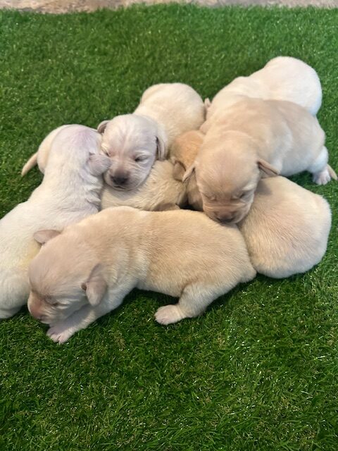 Luna Lu - 2026 Litter