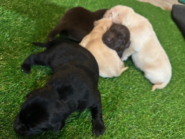 Borosky Labrador - Sadie Mae puppies 1-25-2026
