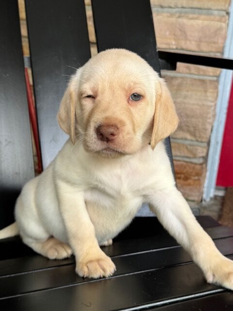 A mostly white Labrador puppy from Luna and Dunkin's litter sitting in a chair, Borosky Labradors