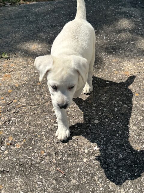Luna as a puppy, one of the family-raised Labrador puppies Jacksonville FL families bring home from Borosky Labradors