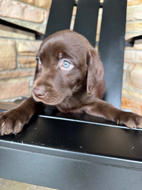Sadie - Chocolate Female