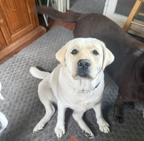 Emmie, white English Labrador female, Borosky Labradors Sanford FL