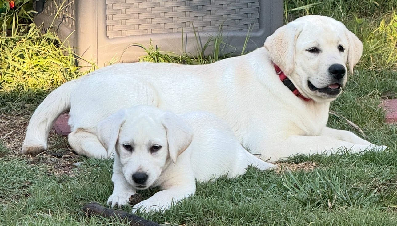 Emmie and Luna as English white Labrador puppies, Borosky Labradors