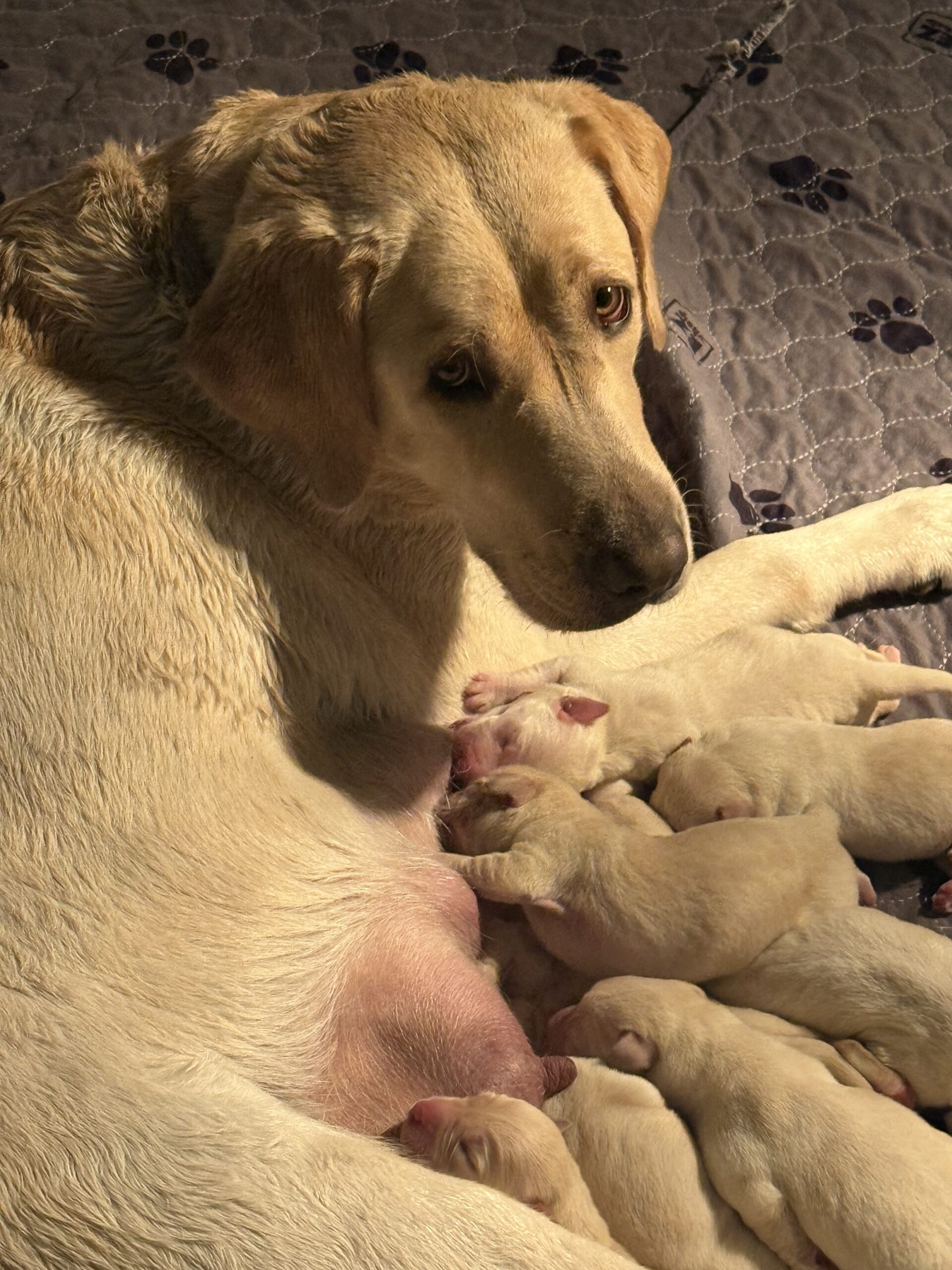 Remi with her newborn Labrador litter, born June 11 2026, Borosky Labradors Sanford FL