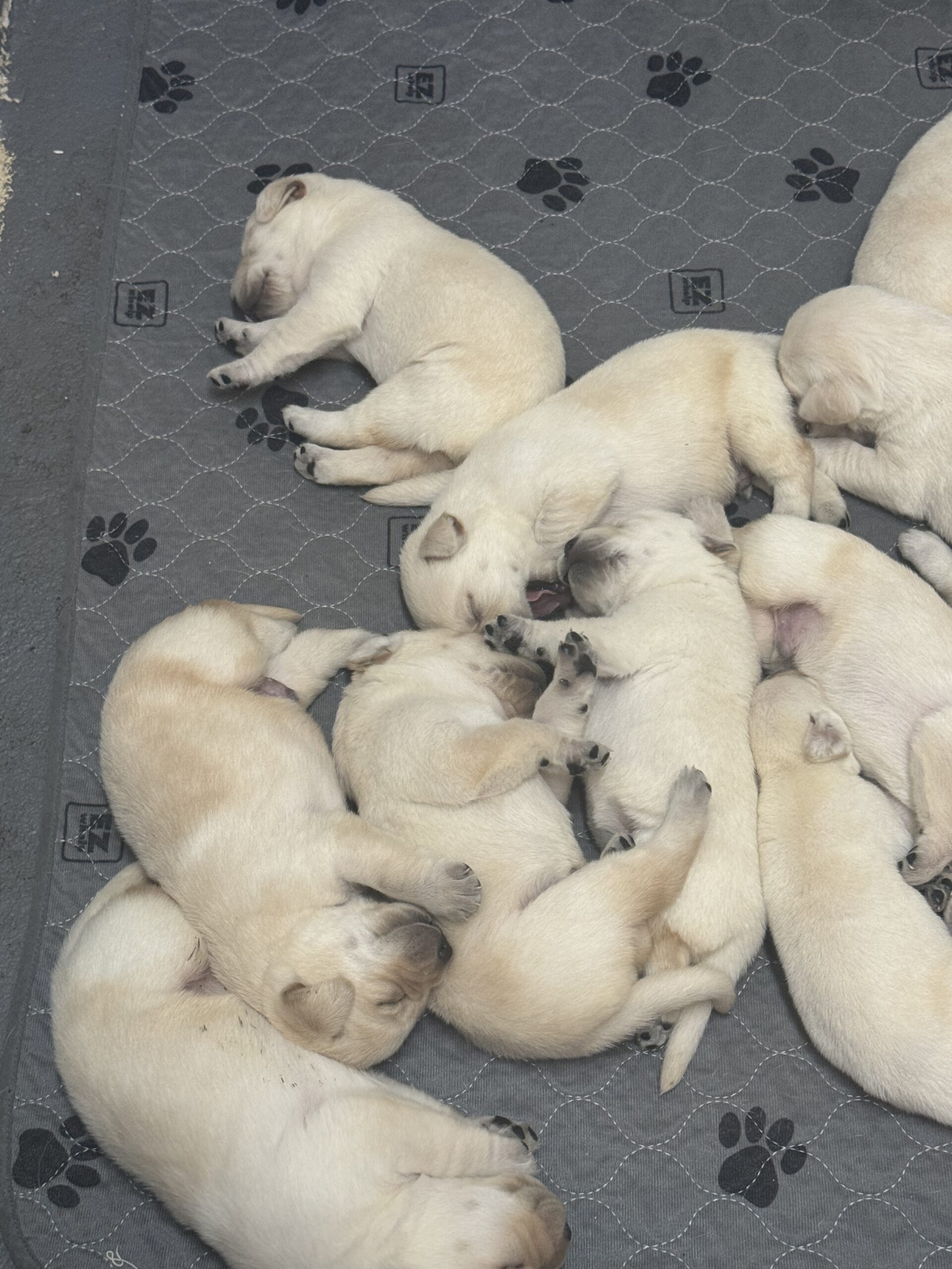 Remi and Louie Labrador puppy at two weeks old, light yellow to white, born June 11 2026, Borosky Labradors Sanford FL