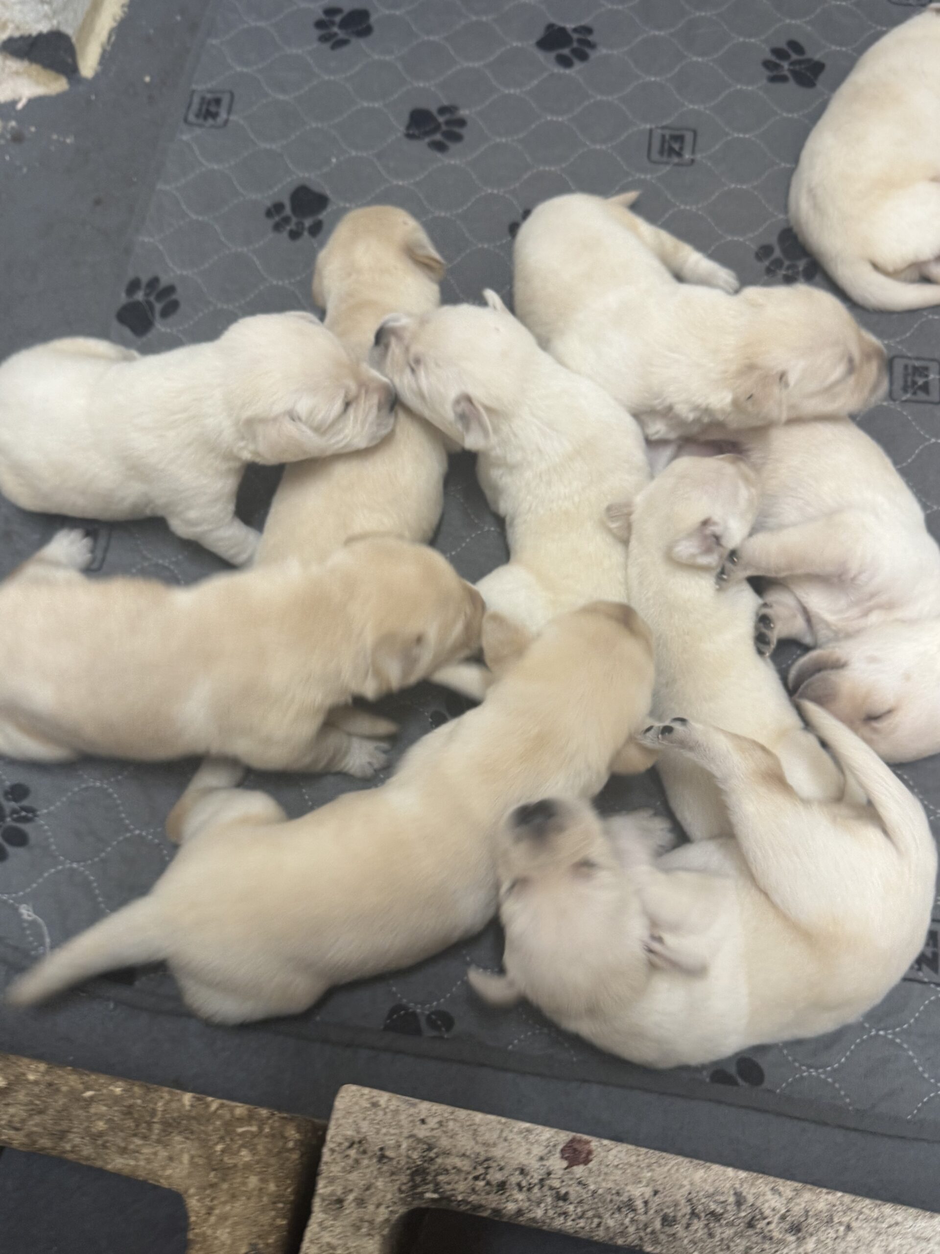 Remi and Louie Labrador puppy at two weeks old, cream to white, born June 11 2026, Borosky Labradors Sanford FL