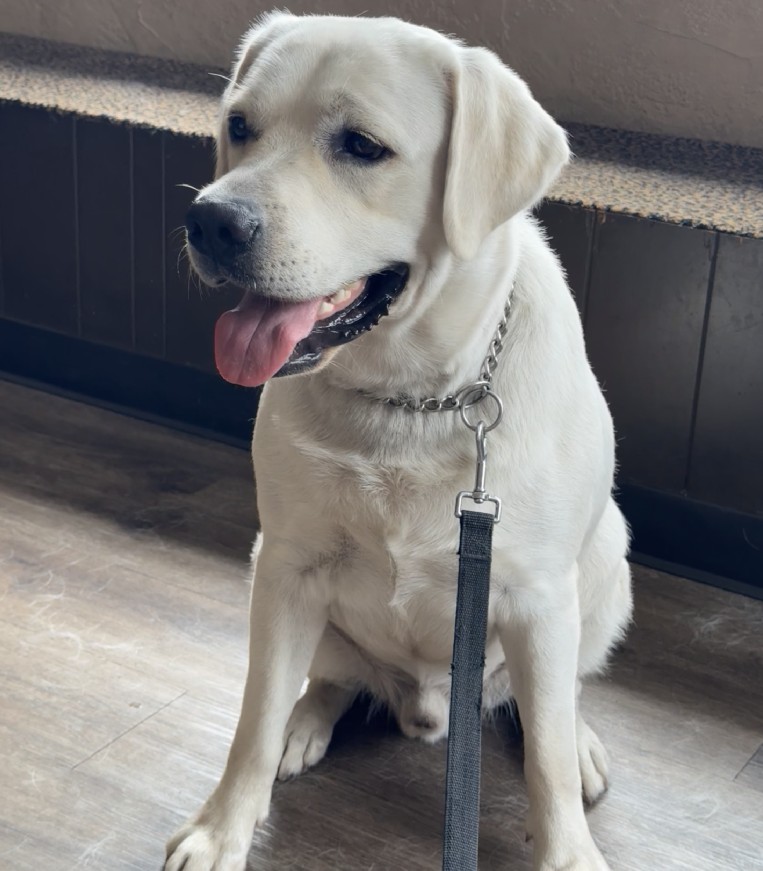 Louie, white English Labrador male and father of the upcoming litter, Borosky Labradors Sanford FL