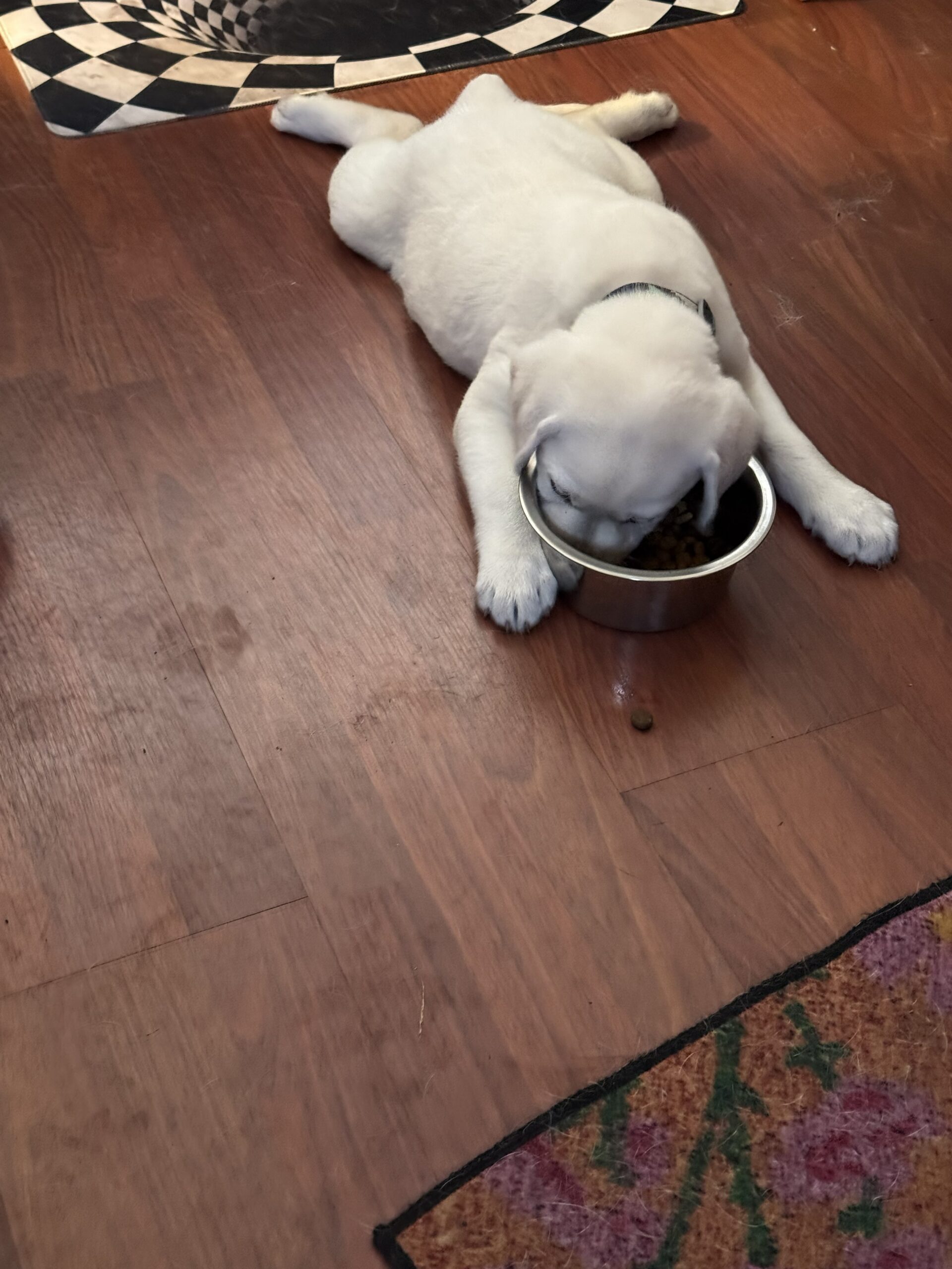 Louie as a puppy with his face in his food bowl