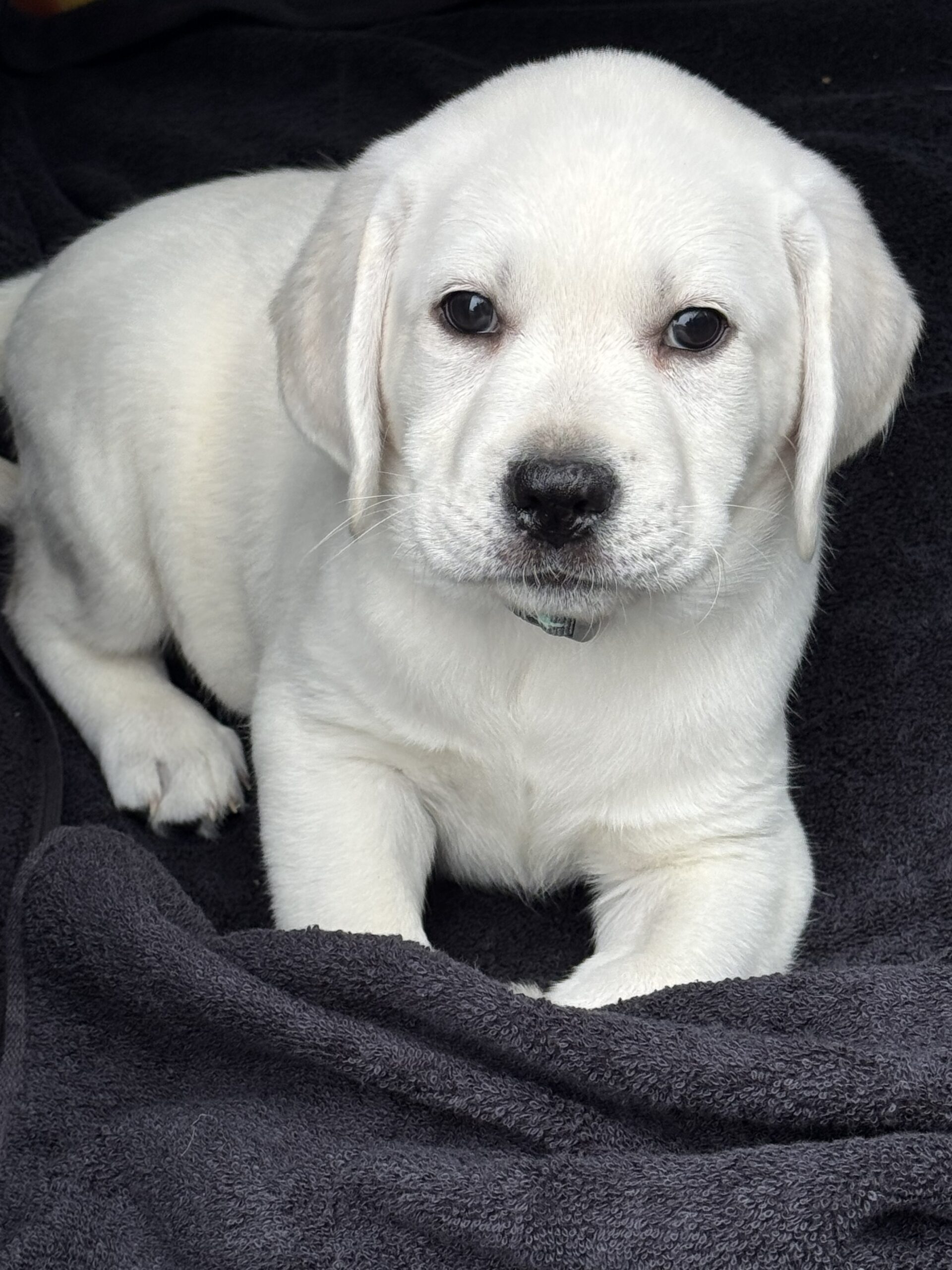 Louie as a puppy sitting calmly