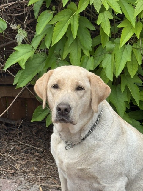 Remi, champagne American Labrador female, Borosky Labradors Sanford FL