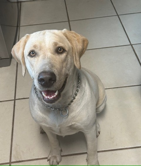 Remi, champagne American Labrador female and mother of the upcoming litter, Borosky Labradors Sanford FL