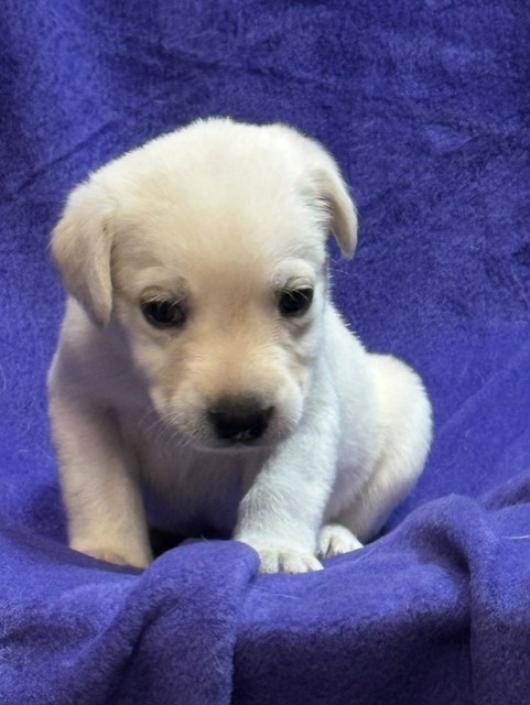 Black Collar, white Labrador puppy, boy, born June 11 2026, Borosky Labradors Sanford FL