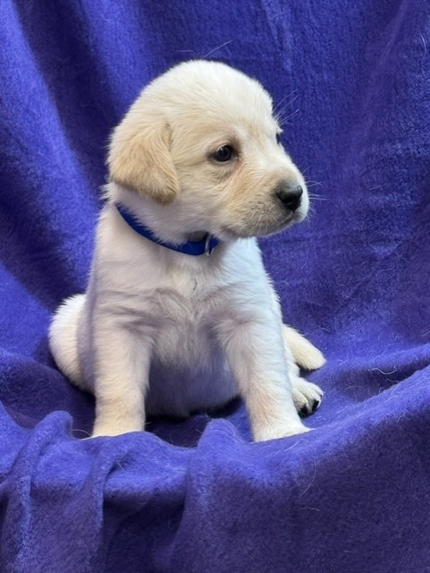 Blue Collar, cream Labrador puppy, boy, born June 11 2026, Borosky Labradors Sanford FL