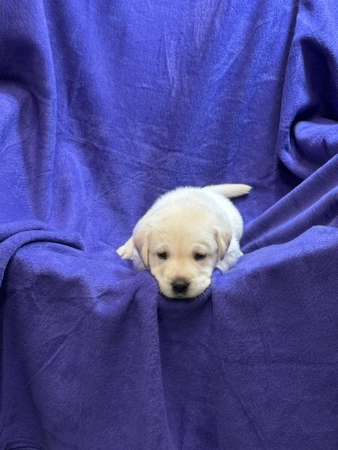 Brown Collar, cream Labrador puppy, boy, born June 11 2026, Borosky Labradors Sanford FL