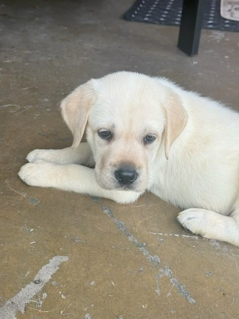 Gray Collar, cream Labrador puppy, boy, born June 11 2026, Borosky Labradors Sanford FL