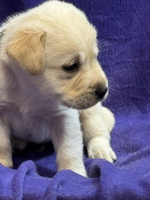 Gray Collar, cream Labrador puppy, boy, born June 11 2026, Borosky Labradors Sanford FL