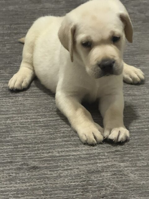 Lime Green Collar, cream Labrador puppy, boy, born June 11 2026, Borosky Labradors Sanford FL