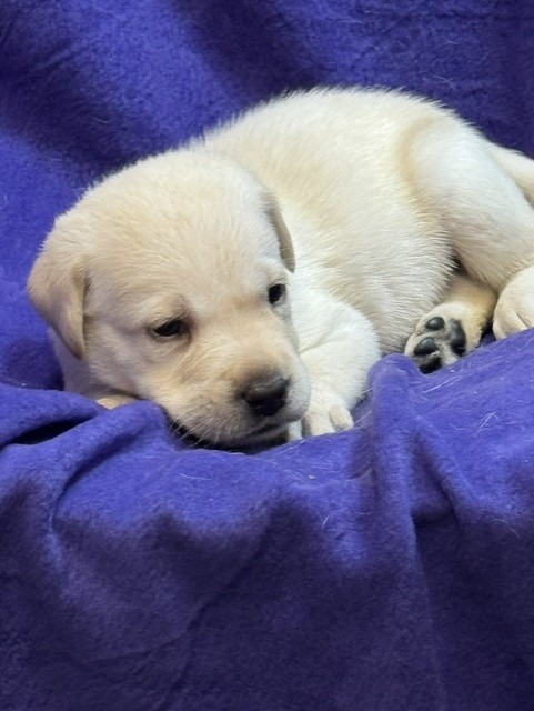 Lime Green Collar, cream Labrador puppy, girl, born June 11 2026, Borosky Labradors Sanford FL