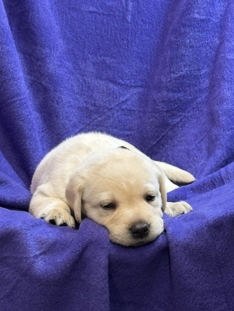 Mint Green Collar, cream Labrador puppy, girl, born June 11 2026, Borosky Labradors Sanford FL