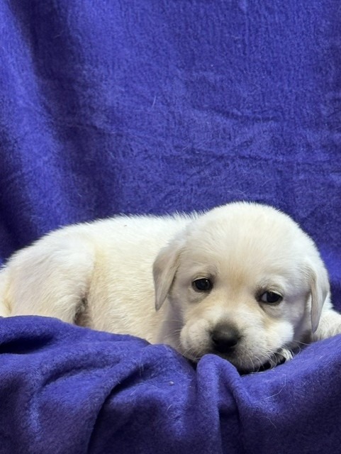 Orange Collar, white Labrador puppy, girl, born June 11 2026, Borosky Labradors Sanford FL