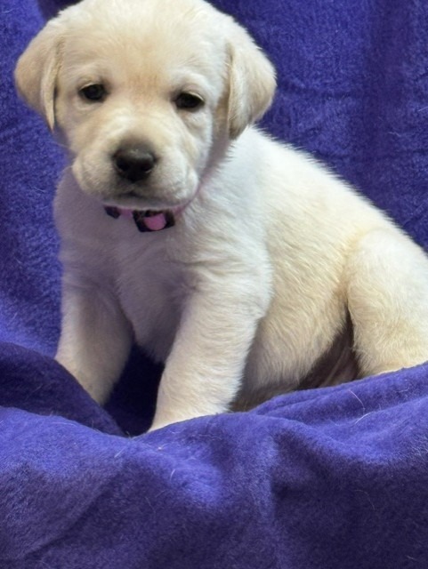 Pink Collar, white Labrador puppy, girl, born June 11 2026, Borosky Labradors Sanford FL