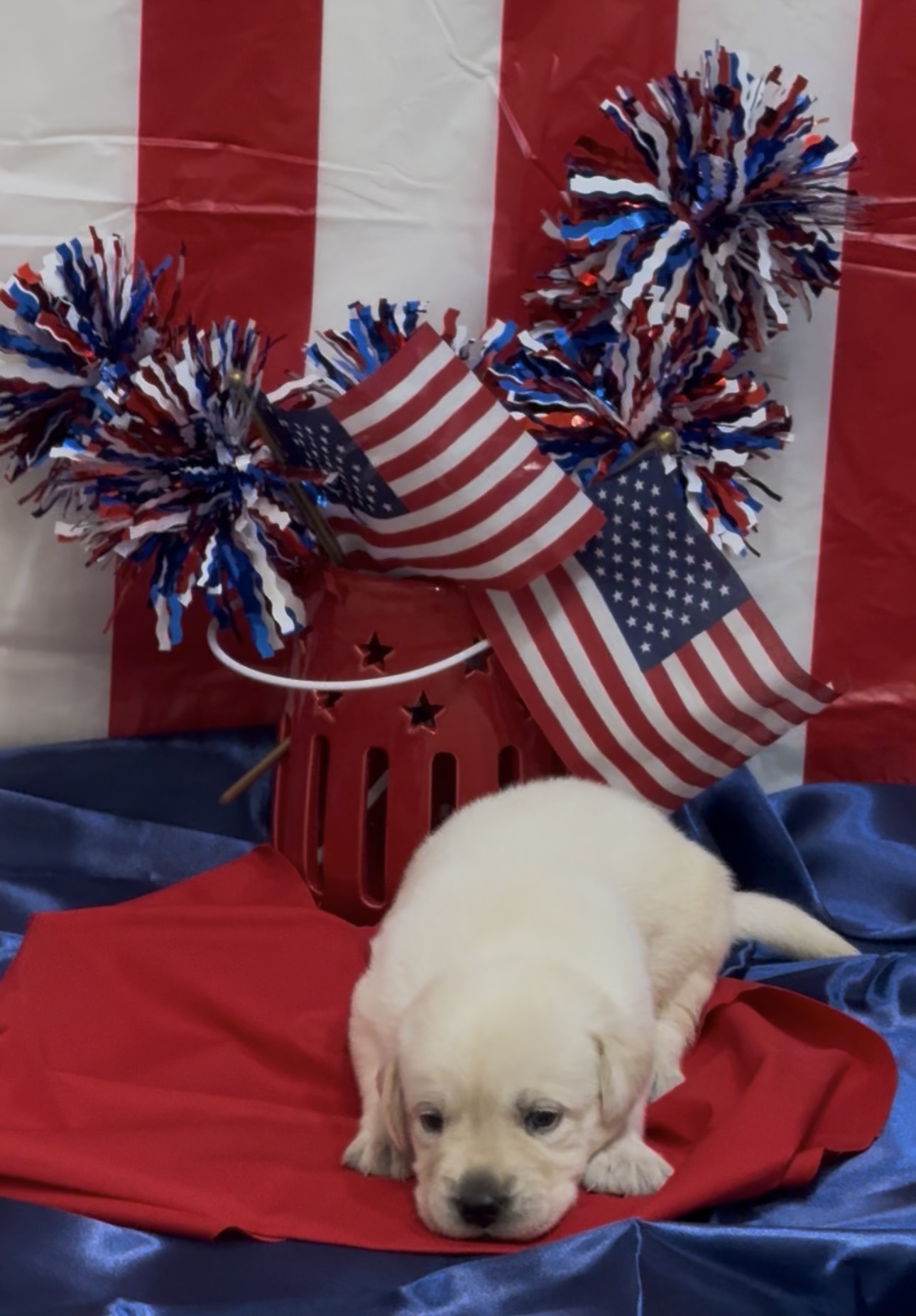 Remi and Louie Labrador puppy at three weeks old, cream to white, born June 11 2026, Borosky Labradors Sanford FL