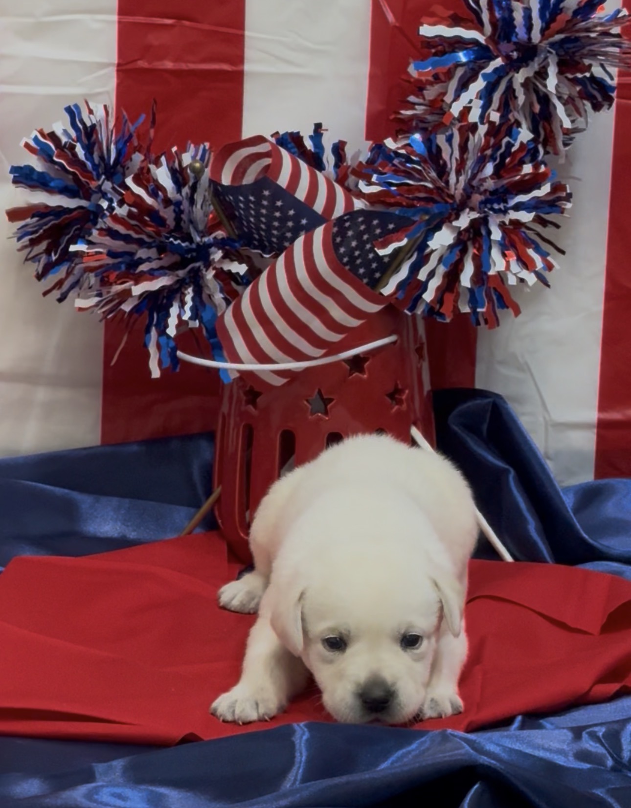Remi and Louie Labrador puppy at three weeks old, light yellow to white, born June 11 2026, Borosky Labradors Sanford FL