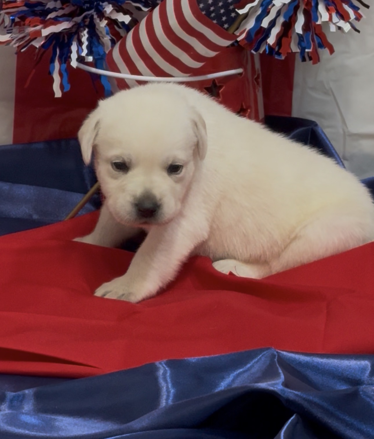 Remi and Louie Labrador puppy at three weeks old, cream colored, born June 11 2026, Borosky Labradors Sanford FL