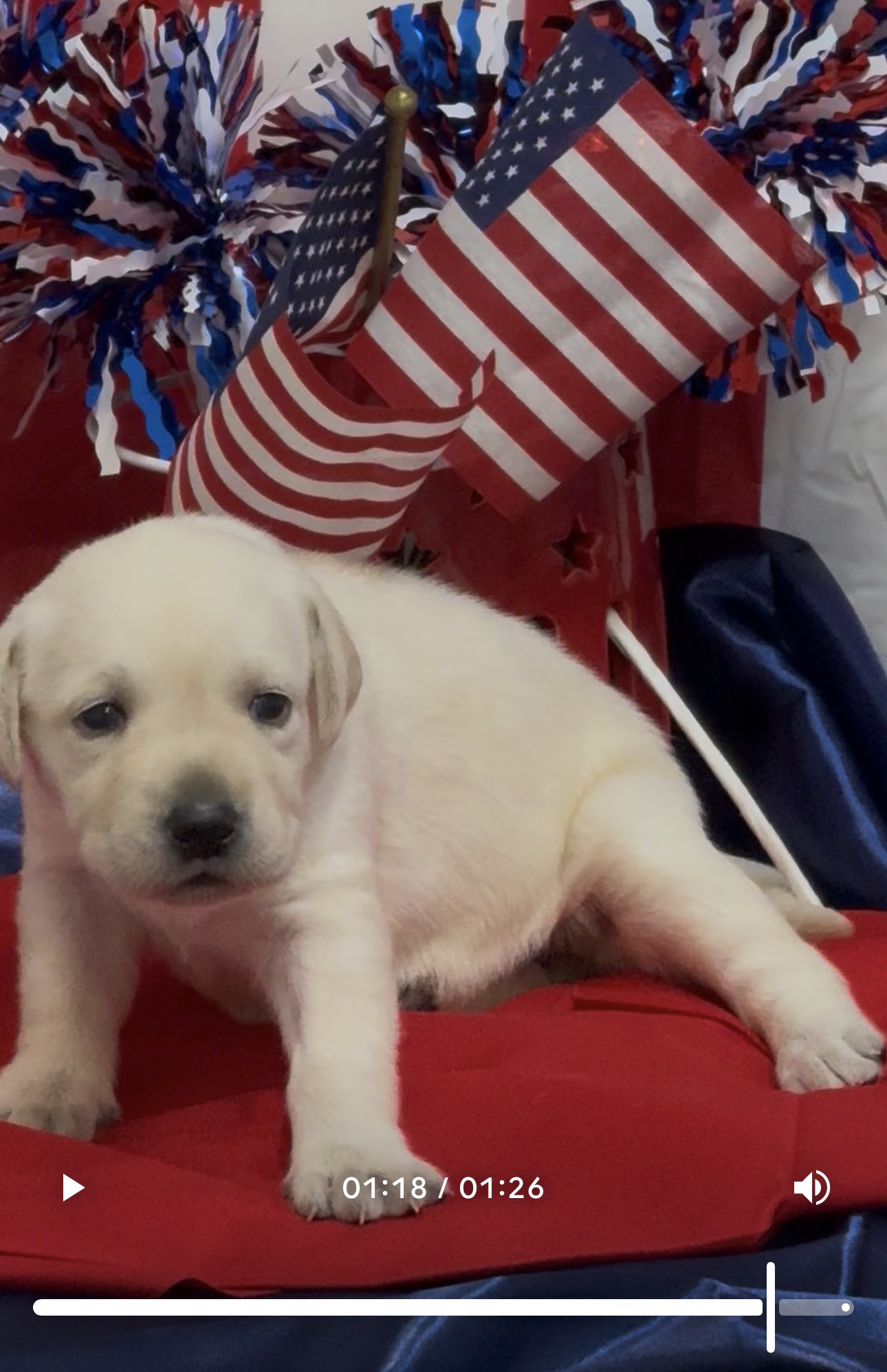 Remi and Louie Labrador puppy at three weeks old, white coat, born June 11 2026, Borosky Labradors Sanford FL