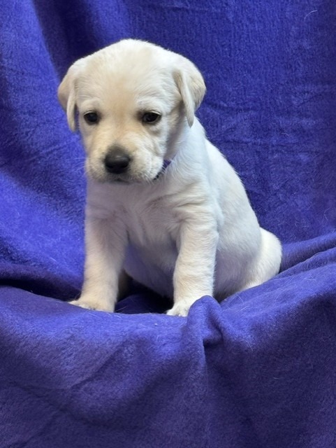 Purple Collar, cream Labrador puppy, girl, born June 11 2026, Borosky Labradors Sanford FL