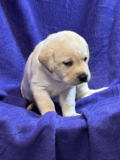 Red Collar, cream Labrador puppy, girl, born June 11 2026, Borosky Labradors Sanford FL