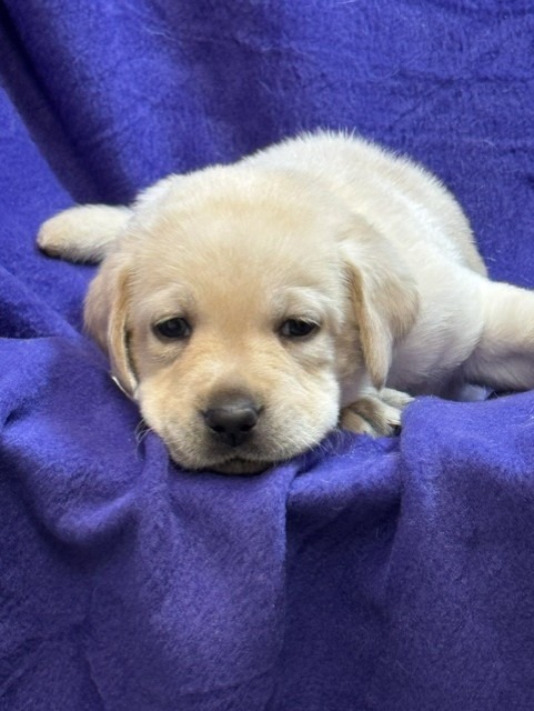Yellow Collar, cream Labrador puppy, boy, born June 11 2026, Borosky Labradors Sanford FL